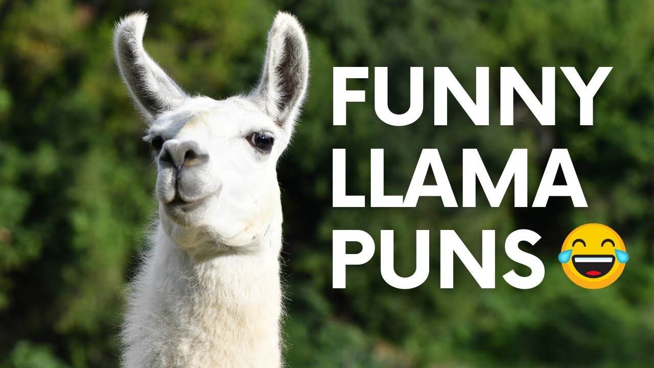 200+ Llama Puns to Brighten Your Day